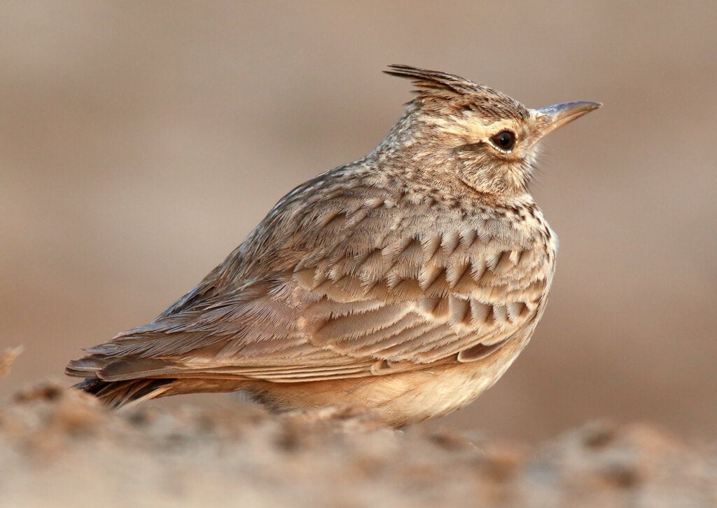 The Crested Lark: Χαρακτηριστικά, βιότοπος και διατροφή