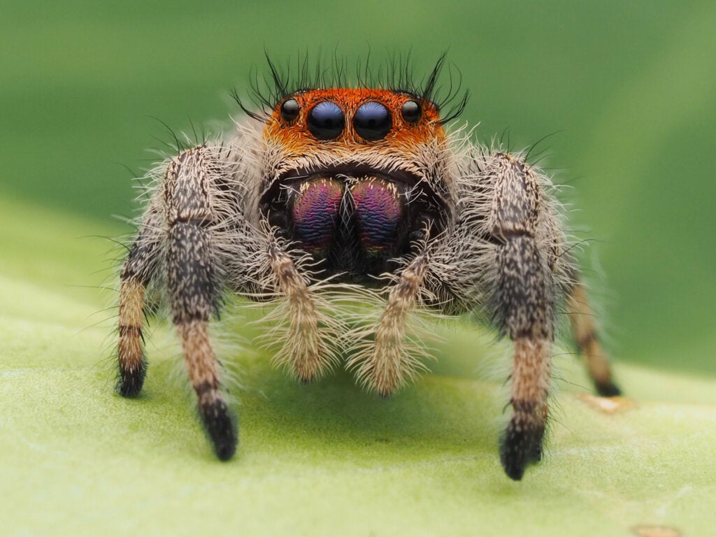 Jumping Spiders: Χαρακτηριστικά, Ενδιαίτημα, Διατροφή και Αναπαραγωγή