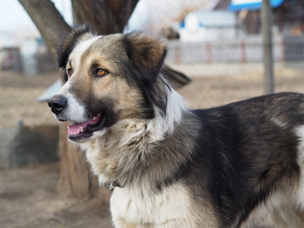 Carpathian Shepherd Dog: Όλα για αυτή τη φυλή