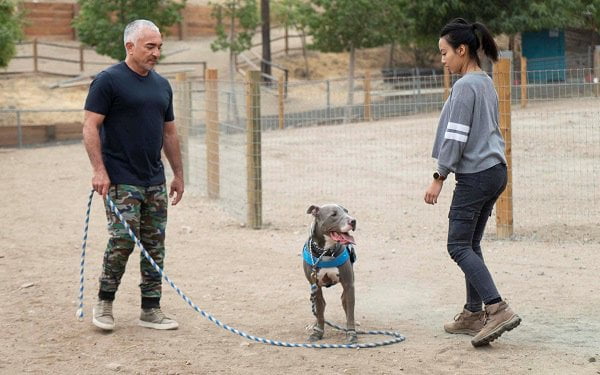 Επικοινωνία με τον Cesar Millan για εκπαίδευση σκύλων