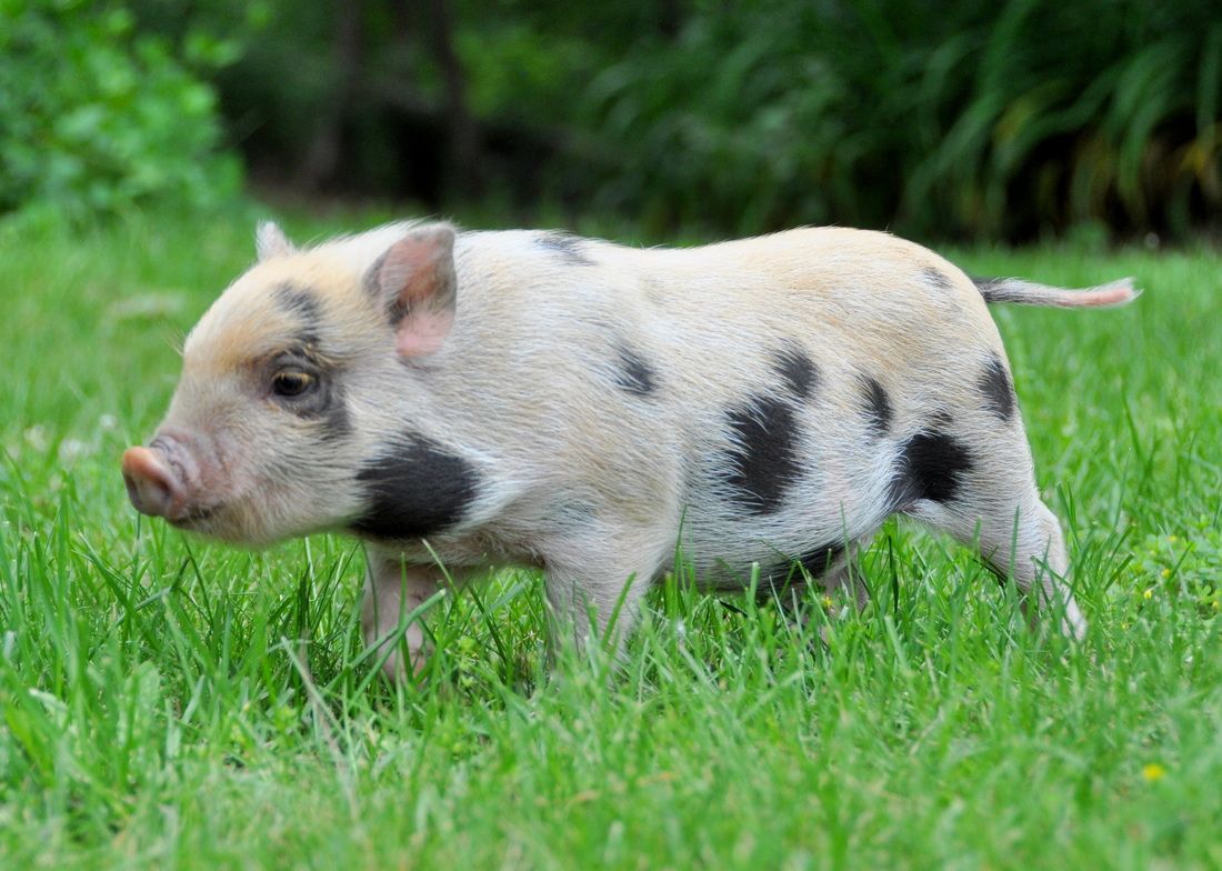 Μπορώ να ταΐσω τροφή για σκύλους Kunekune και Juliana Pigs;