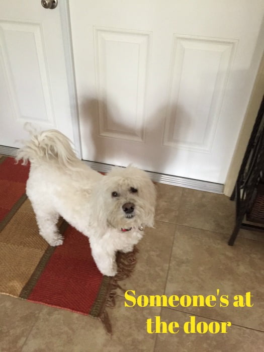 Coton De Tulear Dogs: A Quiet And Gentle Breed